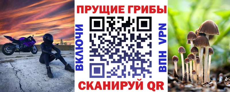 Купить закладки  Закаменск  Галлюциногенные грибы GOLDEN TEACHER 
